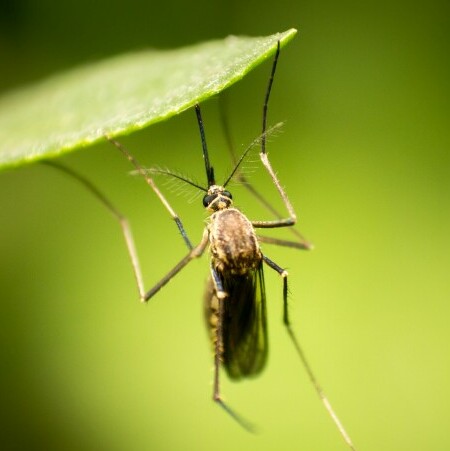 mosquito on a leaf