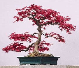 How To Start A Bonsai Tree For Beginners